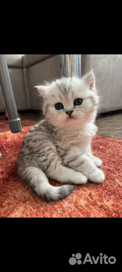 Шотландская шиншилла кошечка