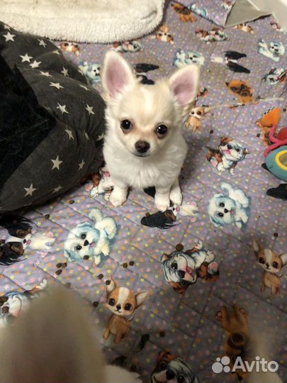 Чихуахуа девочка