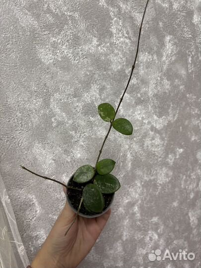 Хойя матильда сплеш