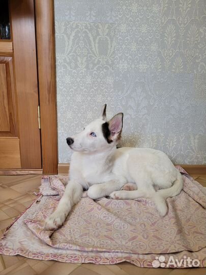 Щенок девочка в добрые руки