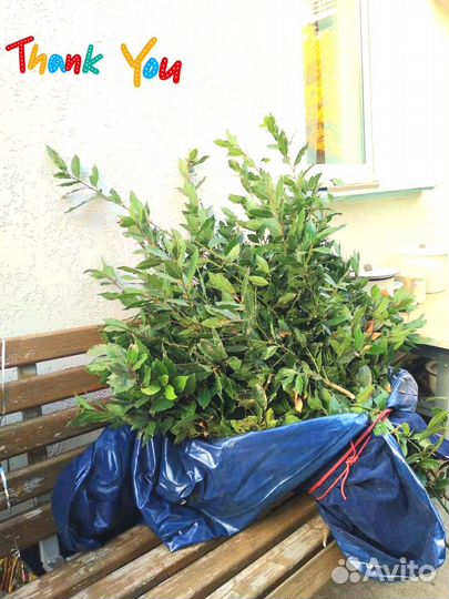 Лавровый лист