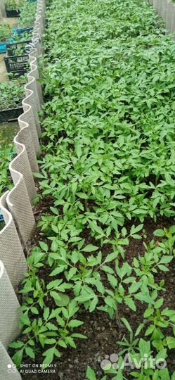 Рассада помидоров томатов