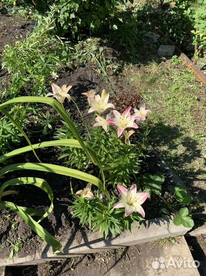 Лилии луковицы Лилейники