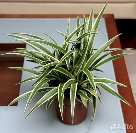 Хлорофитум