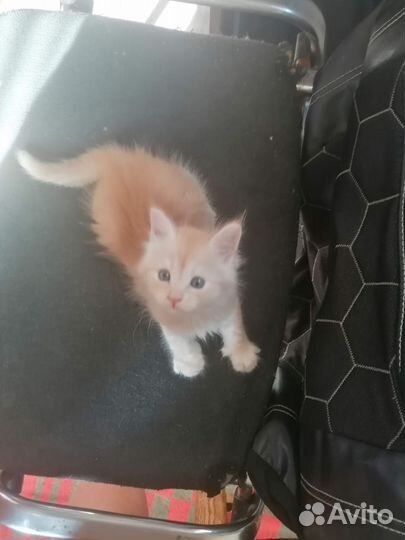 Кошки мейн-кун