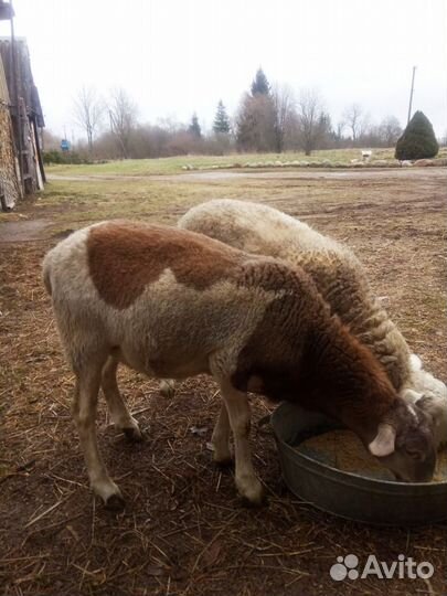 Катумские бараны