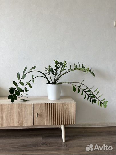 Замиокулькас