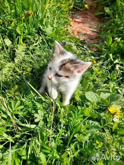 Котенок (кошка) в добрые руки