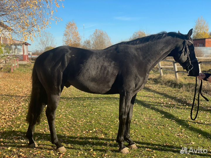 Тракененский жеребец