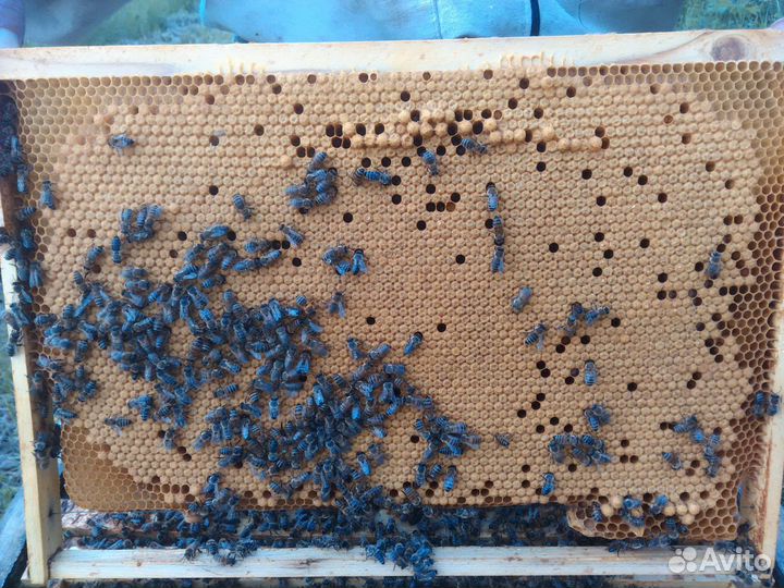 Пчелопакеты