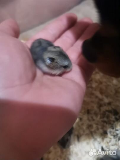 Джунгарский хомяк