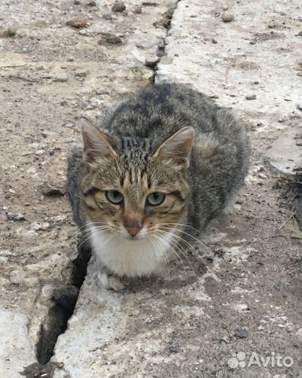 Преданный молодой котик ищет дом