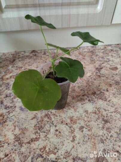 Пеларгония герань плющелистная