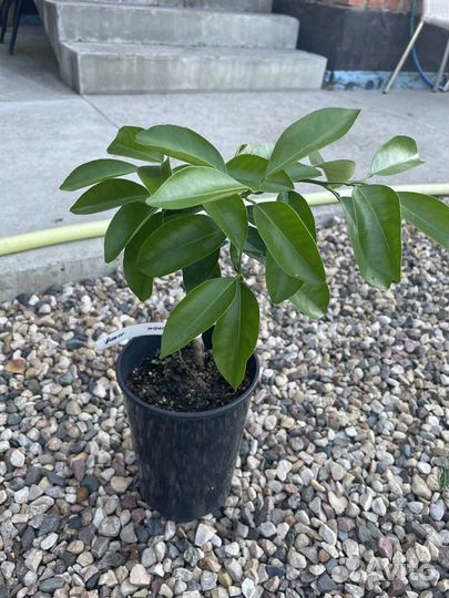 Мандарин Декопон