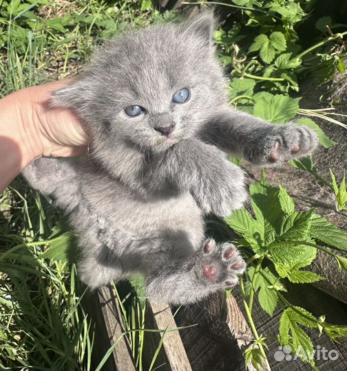 Отдаю прекрасных котят