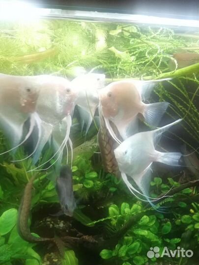 Скалярия-пара самец+самка