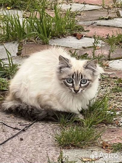 Кошечка 4 месяца