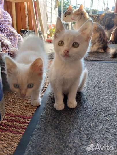 Котята в добрые руки бесплатно