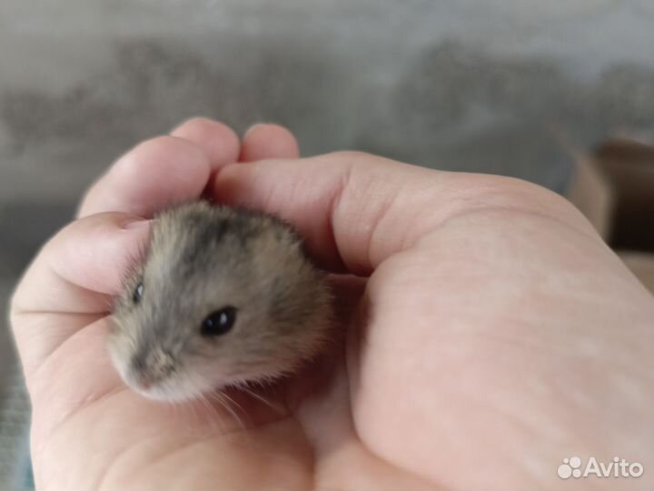 Хомяки джунгарики