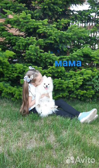 Щенки шпица