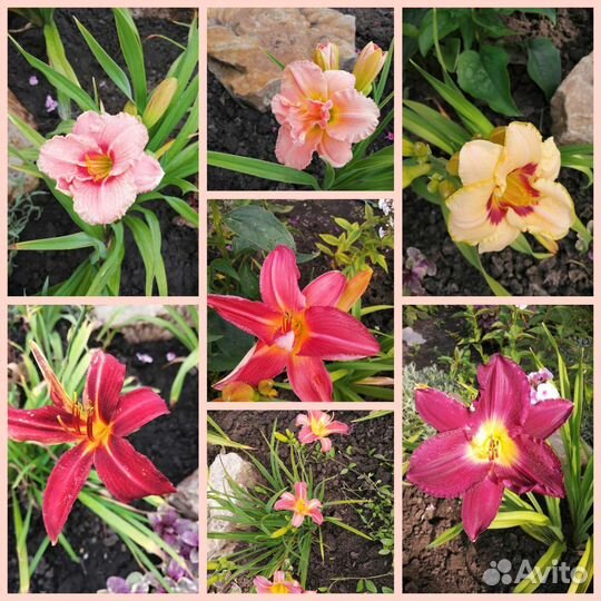 Гейхеры, астильбы, лилейники, хосты