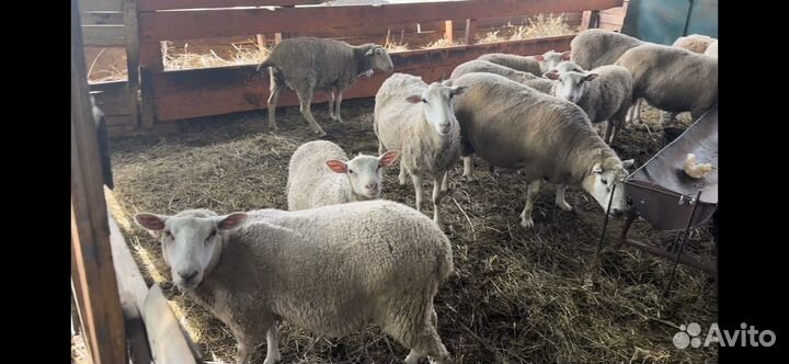 Барашки текселя