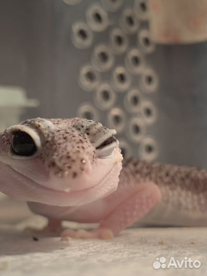 Геккон эублефар
