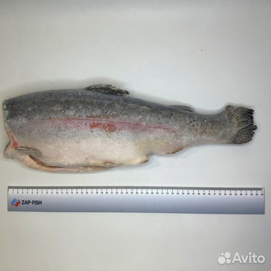 Форель морская