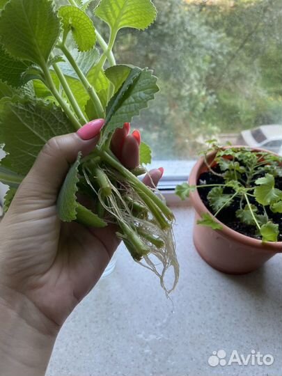 Комнатная мята. черенки с корнями