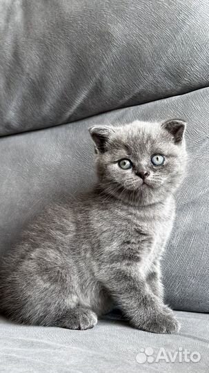 Британский вислоухий котенок