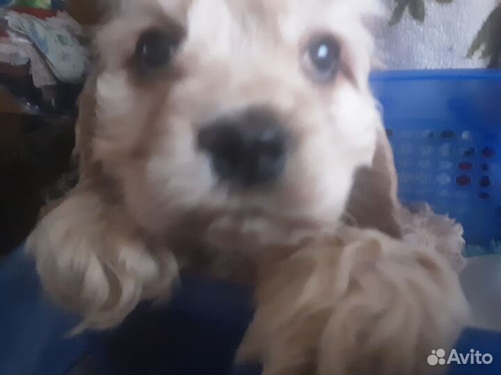 Кокер спаниель