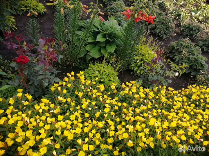 Многолетние цветы