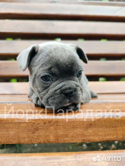 Голубой бульдог