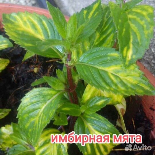 Мята сортовая