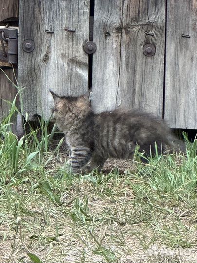 Котята в добрые руки даром