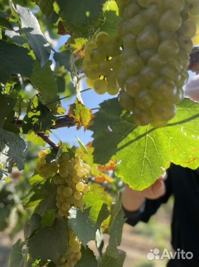 Виноград