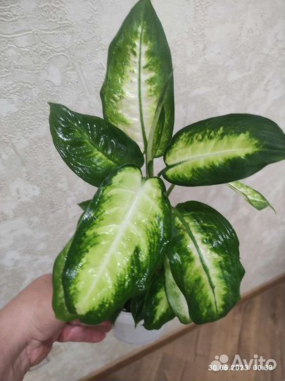 Спатифилум, сингониум, хойя