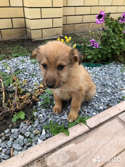 Найдена собака