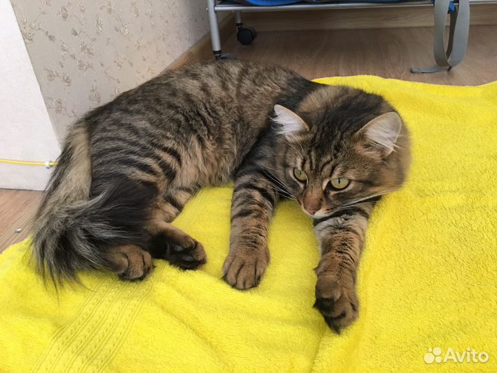 Найдена кошка