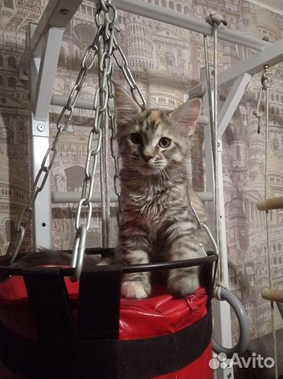 Котята мейн-кун
