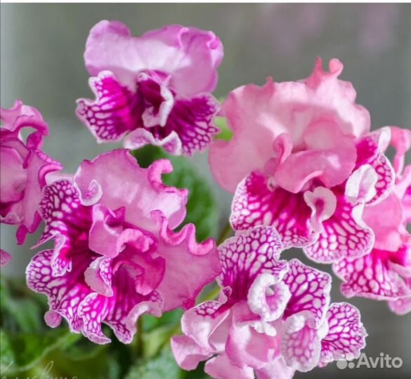 Стрептокарпусы