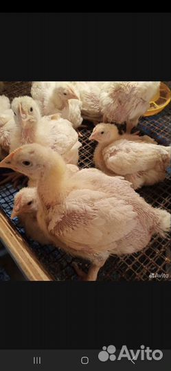Цыплята бройлеры, можно на мясо живьём
