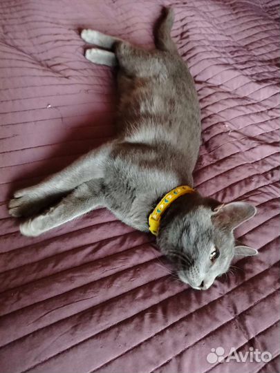 Котики бесплатно