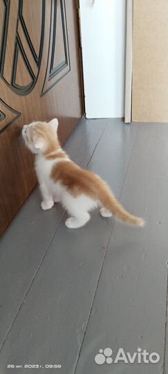 Котик и кошечка