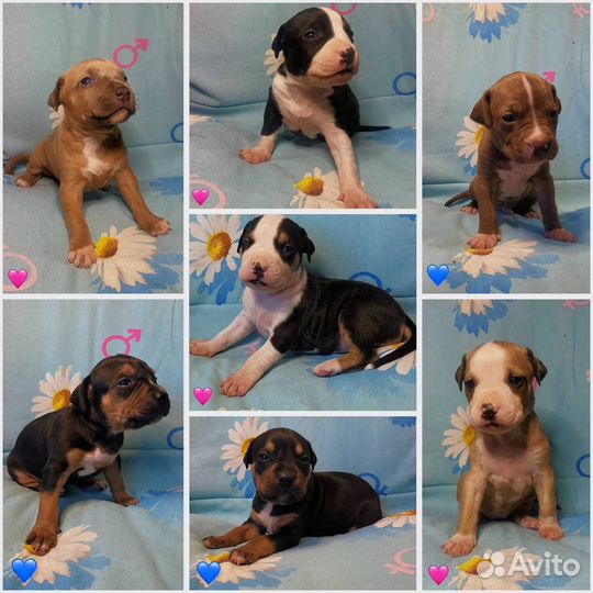 Щенки Прайтера