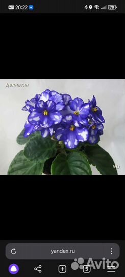 Фиалка сортовая