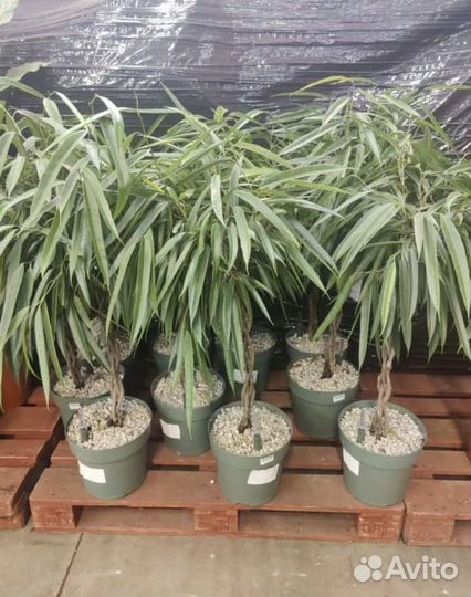 Растения, деревья, вертикальное озеление, декор от