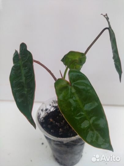 Сингониум, филодендроны