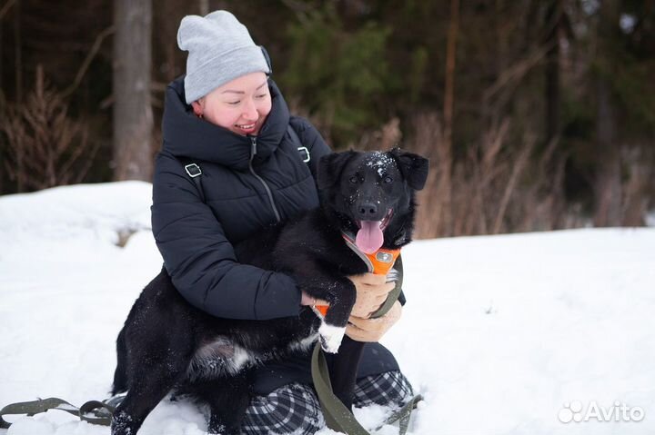 Игривый и счастливый пёс-подросток