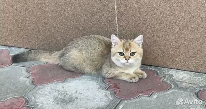 Потерялся котенок